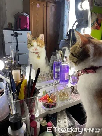 ▲▼愛漂亮！愛貓每天佔化妝桌「搶著照鏡子」　奴才回家見到一幕傻眼。（圖／飼主星星糖提供）