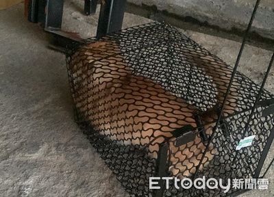 捕鼠籠抓到2大坨「翹屁股生物」!媽媽氣炸守籠外 屋主回家傻眼
