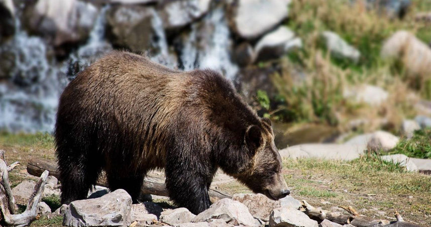 加拿大國家公園灰熊攻擊遊客　夫妻慘死當場「愛犬也魂歸黃泉」