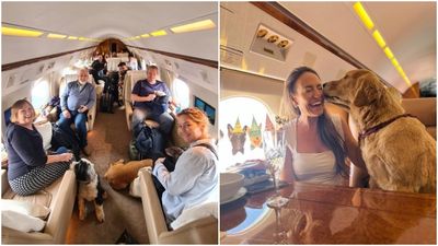 帶狗狗搭飛機！英私人航空推「寵物專機」　杜拜倫敦首航超過32萬