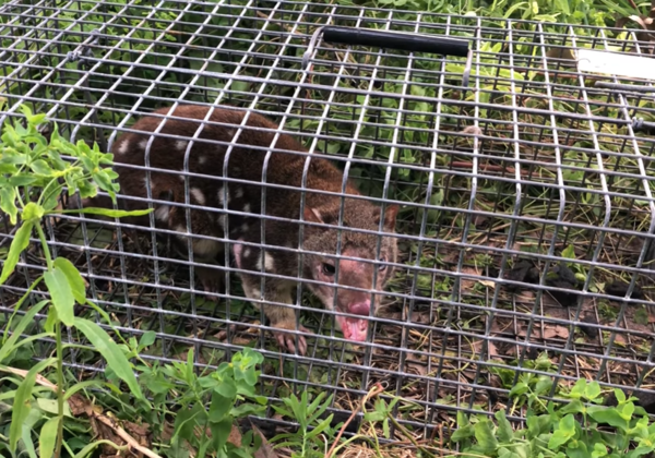 澳洲農民捕捉到斑尾袋鼬。（圖／翻攝自臉書@Austar Mariculture Pty Ltd）