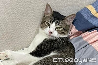 平常超跩!小貓到別人家作客「眼神突然變了」 媽驚:詐騙集團