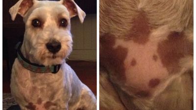 主人梳毛見「愛犬胸前有狗頭肖像」　斑點深淺超特殊：養4年才發現