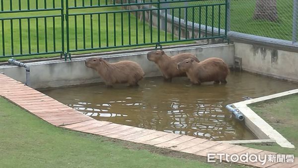 ▲草屯鎮九九峰動物樂園所飼養的水豚悠閒泡腳。（圖／記者高堂堯攝）