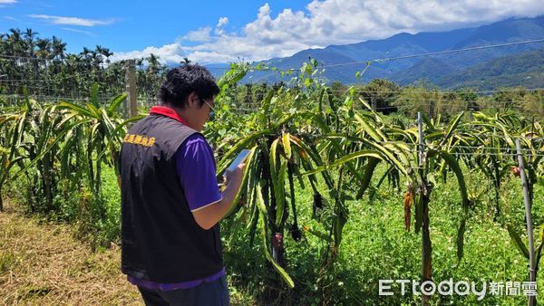 ▲▼受海葵颱風侵襲，花蓮玉里鎮及富里鄉多項農作物發生植株死亡及萎凋、葉片枯黃、落果等受災情況。（圖／花蓮縣政府提供，下同）