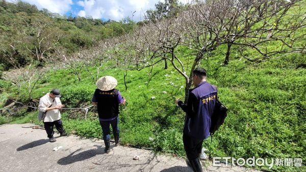 ▲▼受海葵颱風侵襲，花蓮玉里鎮及富里鄉多項農作物發生植株死亡及萎凋、葉片枯黃、落果等受災情況。（圖／花蓮縣政府提供，下同）