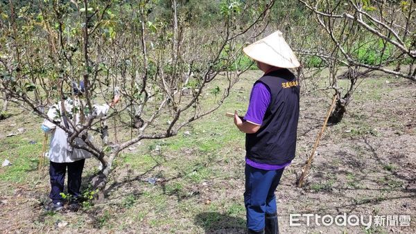 ▲▼受海葵颱風侵襲，花蓮玉里鎮及富里鄉多項農作物發生植株死亡及萎凋、葉片枯黃、落果等受災情況。（圖／花蓮縣政府提供，下同）