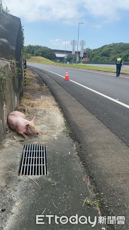 ▲營業大貨車載運豬隻行經國道3號北上名間鄉路段，有豬隻不幸掉落高速公路受重傷。（圖／記者高堂堯翻攝）