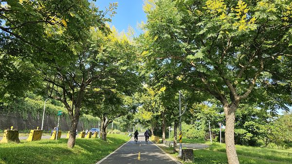 ▲臺灣欒樹於新北市河濱公園大肆綻放。（圖／高灘處提供）