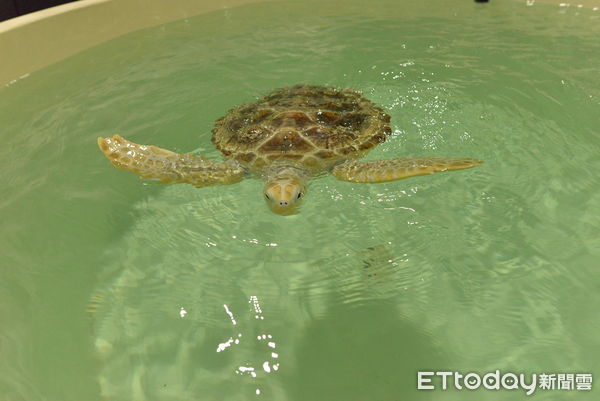 ▲▼ 新北市海洋保育教育園區海龜收容池            。（圖／動保處提供）