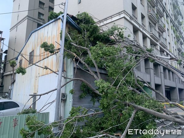 ▲▼臺中市北區太原路三段8號路樹倒塌。（圖／民眾提供）