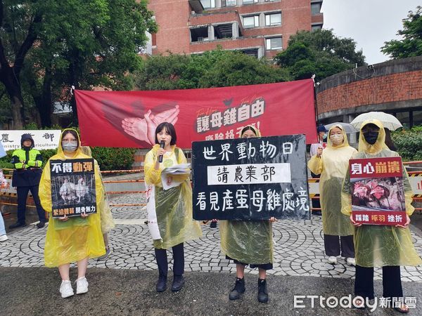 ▲台灣動物社會研究會快閃行動，呼籲廢除母雞格子籠飼養。（圖／記者楊惠琪攝）