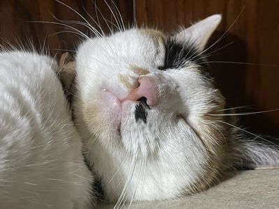 電線還插著整條燒焦 貓奴靠近一聞「飄出濃濃尿味」...兇手是牠