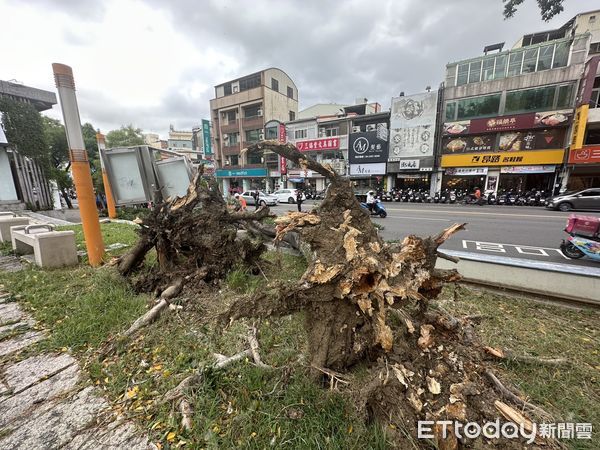 ▲▼中國附醫對前8公尺高路樹倒塌，還好當時是紅燈，沒有波及人車。（圖／記者許權毅攝，下同）