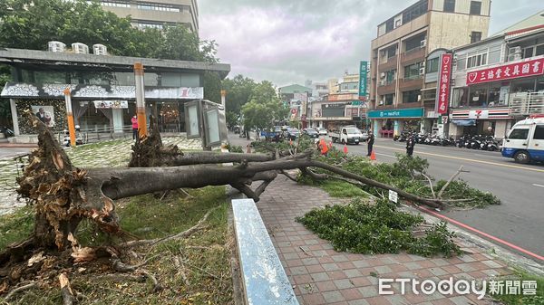 ▲▼中國附醫對前8公尺高路樹倒塌，還好當時是紅燈，沒有波及人車。（圖／記者許權毅攝，下同）