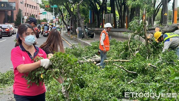 ▲▼中國附醫對前8公尺高路樹倒塌，還好當時是紅燈，沒有波及人車。（圖／記者許權毅攝，下同）