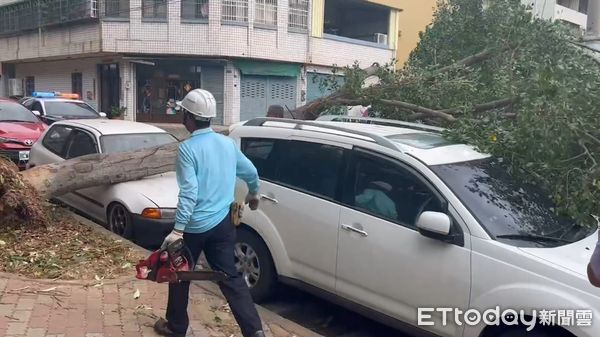 ▲小犬成狂犬！強風猛吹，台中83件路樹倒塌市府忙翻天。（圖／民眾提供）