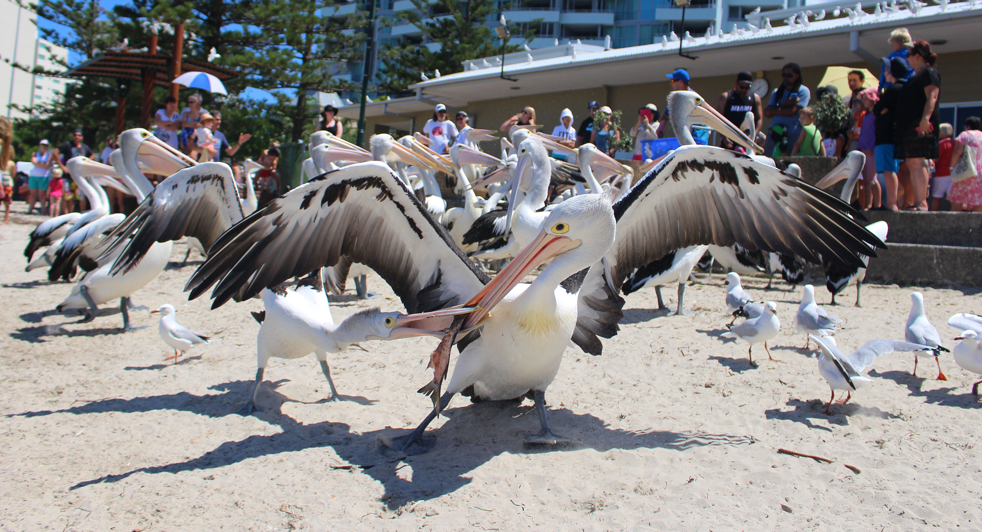 ▲▼澳洲,昆士蘭,黃金海岸,海豚島,SKY POINT觀景台,庫倫賓野生動物園,藍光螢火蟲,可樂旅遊。（圖／業者提供）