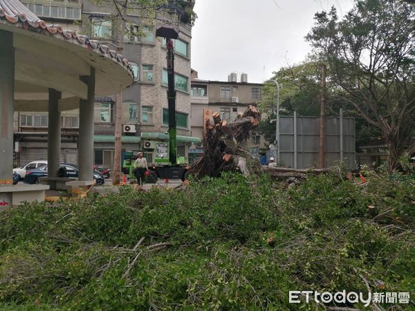 ▲▼「風狂」小犬　新竹市氣象站測出10級強風！災情通報71件。（圖／新竹市府提供）