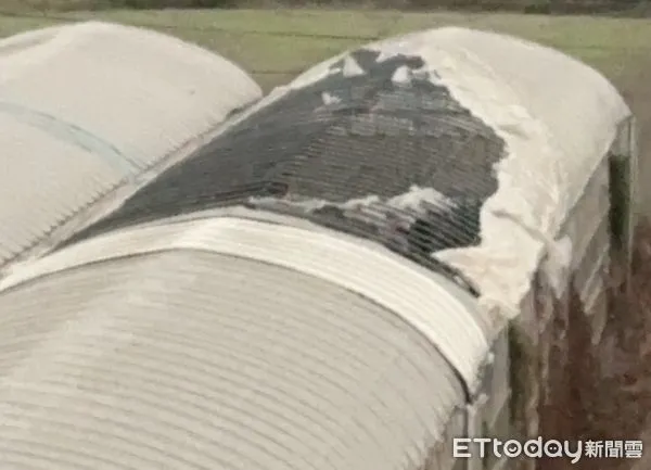 ▲雲林農業大縣遭小犬颱風破壞的處溫網室、折損農產，縣長張麗善勘災。（圖／記者蔡佩旻翻攝）