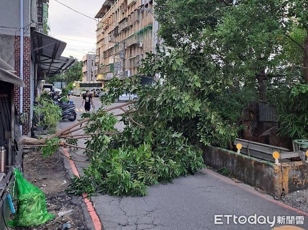 ▲▼另路樹也被吹倒路中，員警獲報鋸成數段搬離恢復交通。（圖／桃園警分局提供）