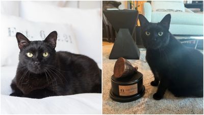神奇獎項！黑貓躲沙發床底部被夾傷　獲「最奇葩寵物保險理賠」冠軍