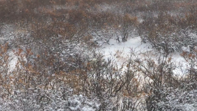尋找北極熊！日攝影師曝極地影片「暗藏危險」　被提醒沒看到就完了