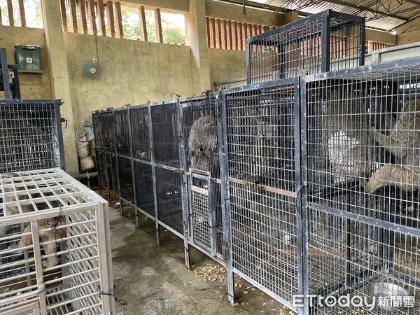 ▲▼六福村狒狒。（圖／新竹縣政府提供）