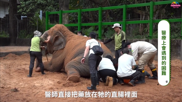 動物園獸醫與保育員。（圖／台北市立動物園提供）