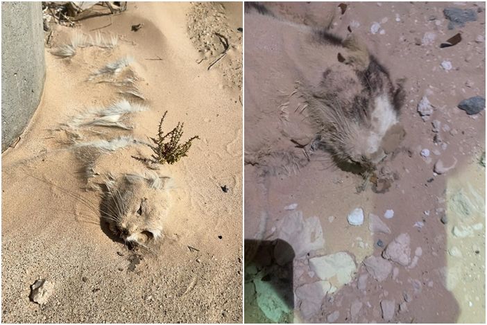 ▲▼ 阿拉伯聯合大公國的阿布達比沙漠（Abu Dhabi desert）近日被發現有大約150隻不同品種的貓咪被遺棄。（圖／翻攝自oipa官網）