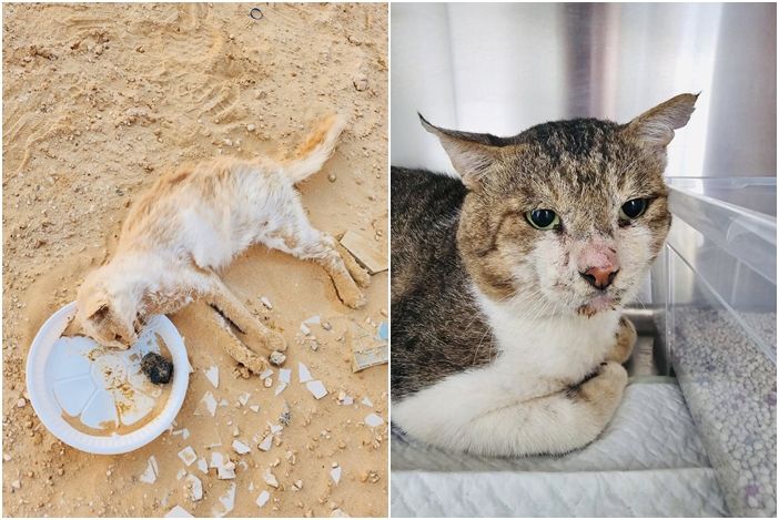 ▲▼ 阿拉伯聯合大公國的阿布達比沙漠（Abu Dhabi desert）近日被發現有大約150隻不同品種的貓咪被遺棄。（圖／翻攝自oipa官網）
