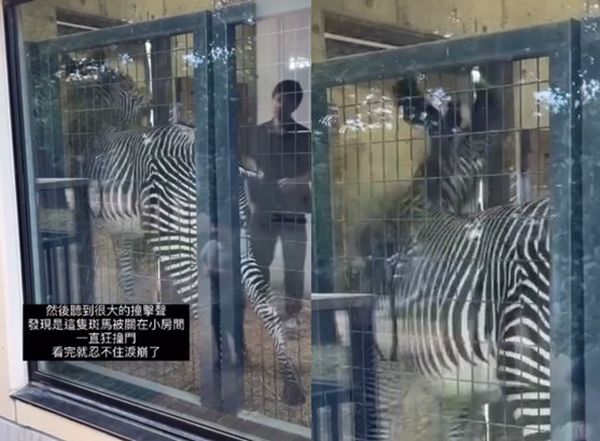 遊京都動物園見「斑馬狂撞門、焦慮繞圈」　網紅淚崩：越看越悲傷 | ETt