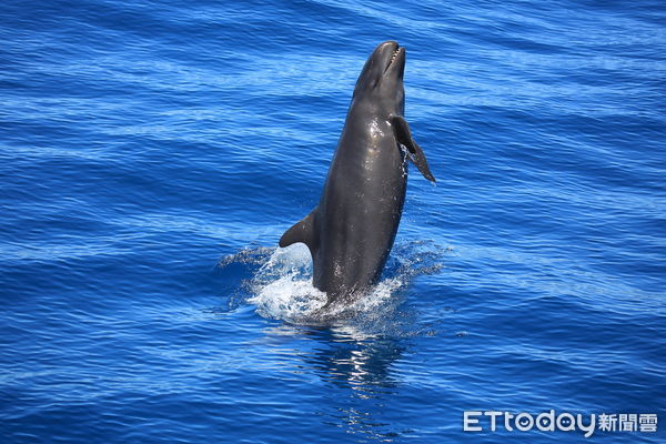 ▲花蓮海域拍攝的偽虎鯨。（圖／黑潮海洋文教基金會提供，下同）