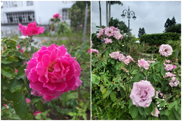 ▲新生公園五彩玫瑰園區內，臺灣欒樹已綻開黃色小花，加上臺北玫瑰園「雪拉莎德」、「月夜光影」及「凱特」幾款玫瑰仍盛開。（圖／公園處提供）