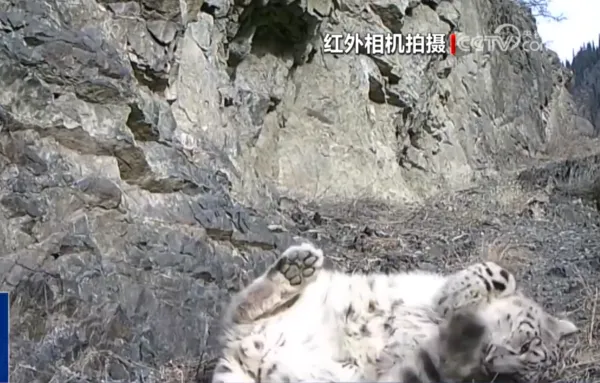 ▲新疆紅外線攝影機捕捉到雪豹。（圖／翻攝自微博）