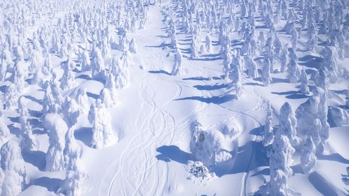 ▲▼冬季限定！日本東北賞藏王樹冰自然奇景。（圖／Shutterstock）
