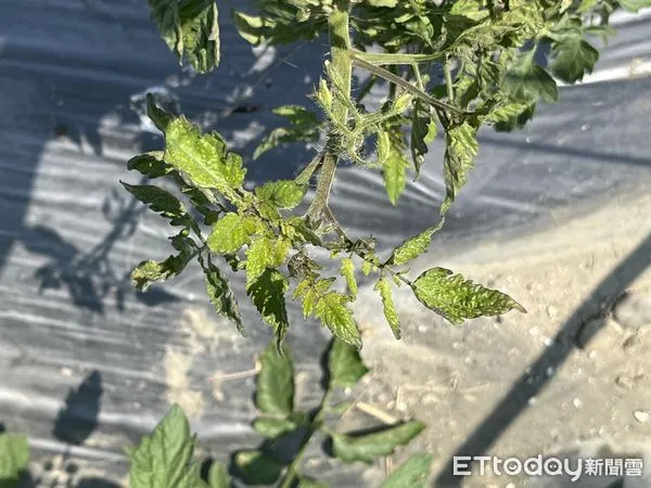 ▲病毒造成植物葉片黃化、展開異常             。（圖／記者陳崑福翻攝）