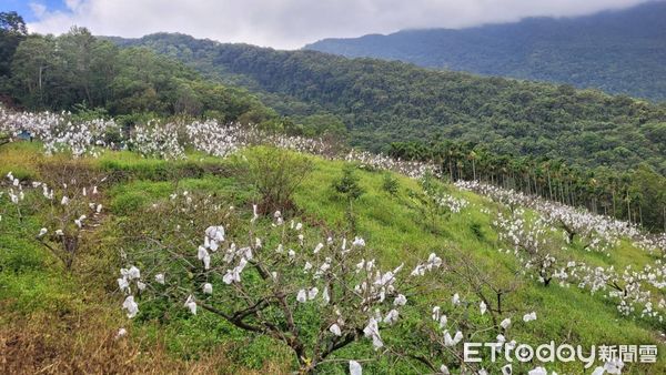 ▲▼因受海葵颱風影響，卓溪鄉甜柿發生葉片枯黃、破損、果實腐爛及落果等受災情況。（圖／花蓮縣政府提供，下同）