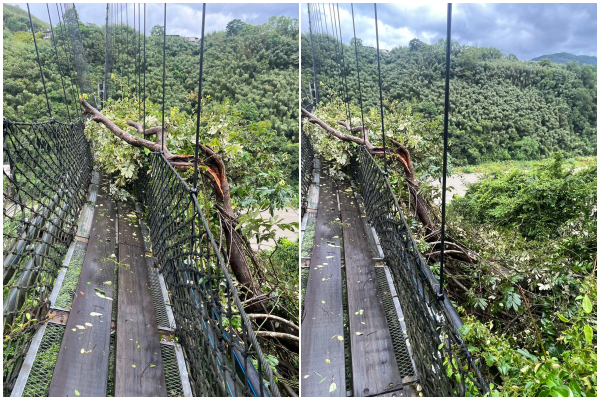 ▲9月初遇颱風，義興吊橋遭倒下的樹撞毀。（圖／桃園市風管處提供）
