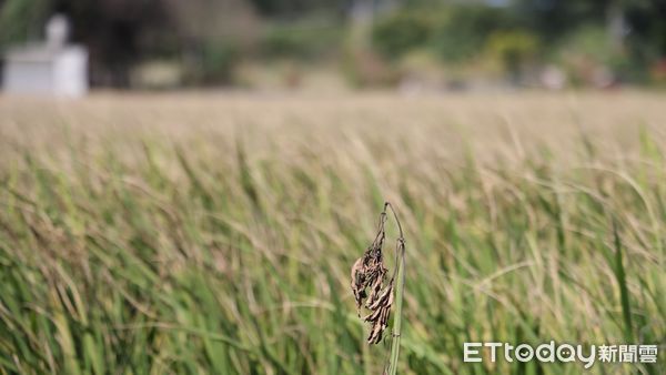 ▲▼小犬颱風過境造成苗栗縣通霄、苑裡沿海地區稻米受鹽害影響，無法結穗形成所謂「空包彈」。（圖／陳超明立委服務處提供）