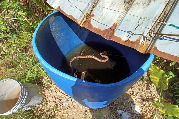 ▲▼大蛇泡澡消暑？菜園蓄水桶驚見「龜殼花漂浮」　動保處曝關鍵是牠。（圖／新北市動保處提供）