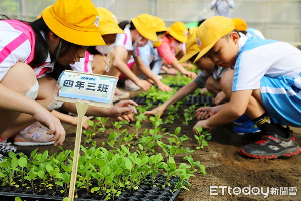 ▲▼  食農教育嘉大不遺餘力興嘉國小學童餵雞種菜體驗趣味十足  。（圖／嘉義大學提供）