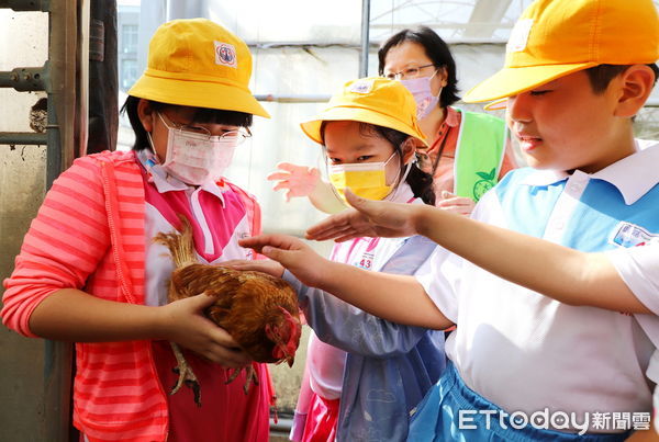 ▲▼  食農教育嘉大不遺餘力興嘉國小學童餵雞種菜體驗趣味十足  。（圖／嘉義大學提供）