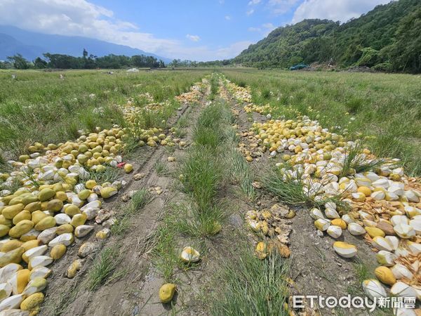 ▲▼花蓮文旦遭棄置堆放農地、山坡地。（圖／民眾提供）