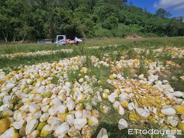 ▲▼花蓮文旦遭棄置堆放農地、山坡地。（圖／民眾提供）