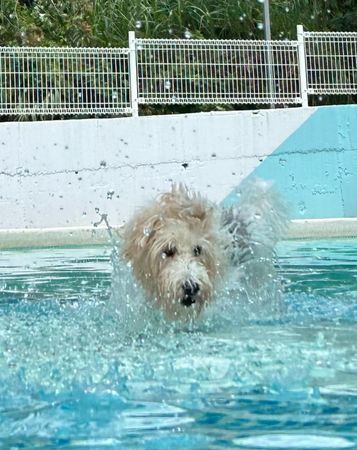 ▲帶愛犬去游泳！手機全是「水怪出沒」崩壞照　網笑：爸爸拍的嗎？（圖／有點毛毛的／粉專「依寶eva娃娃探索新視界」提供）