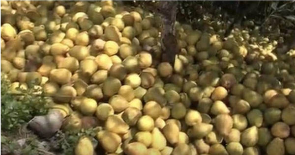 花蓮文旦柚滯銷900噸，大量文旦柚遭傾倒棄置在農地及河川地。（圖／報系資料照）