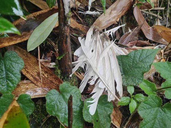 ▲湖南永州「千年鳥道」出現鎖定過冬候鳥的鳥盜。（圖／翻攝封面新聞）