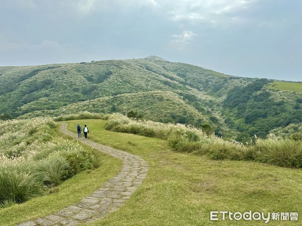 ▲陽明山擎天崗,擎天崗牛隻,擎天崗芒草10/15花況,芒草,陽明山芒草,擎天崗草原中央步道。（圖／記者彭懷玉攝）