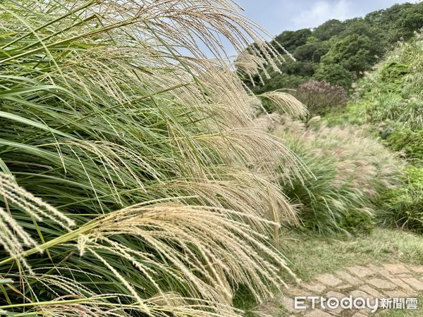 ▲陽明山擎天崗芒草10/15花況,芒草,陽明山芒草,擎天崗草原中央步道。（圖／記者彭懷玉攝）